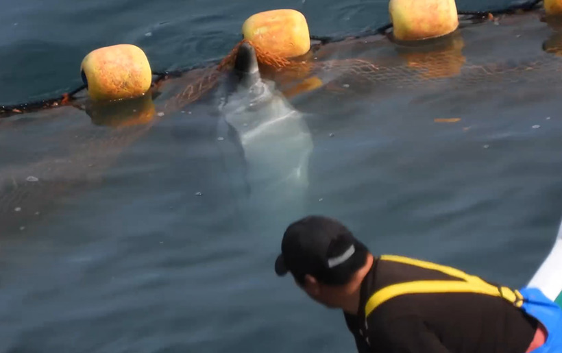 Bild by Kunito Seko - Ertrunkener Delfin während der brutalen Misshandlung in der Bucht