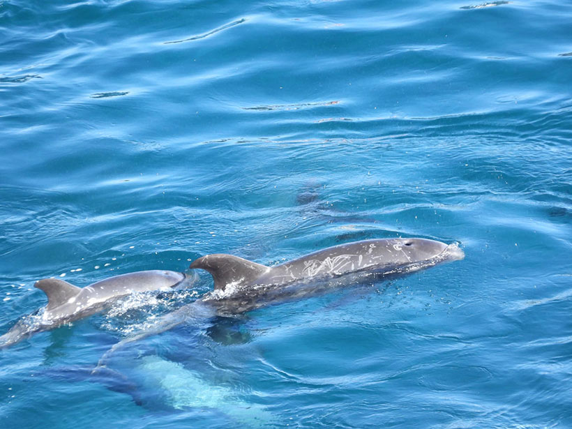 Bild by Kunito Seko: Sehr junge Risso's Delfin Mutter mit ihren vermutlich ersten Baby, zu erkennen an der noch dunklen Farbe und wenige Kampfspuren mit mit ihrer Beute, Kopffüsse