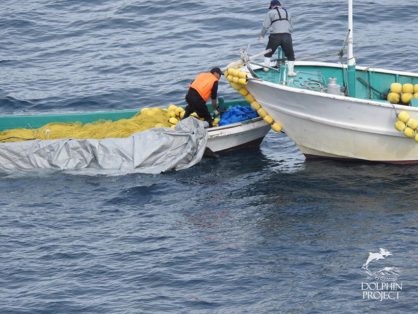 Ermordete Risso's Delfinmutter und ihr Kind werden ins Metzgerhaus transportiert