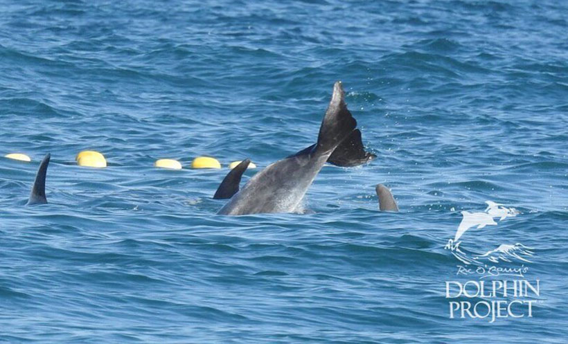 Gefangener Delfin schlägt panisch mit seiner Schwanzflosse aufs Wasser