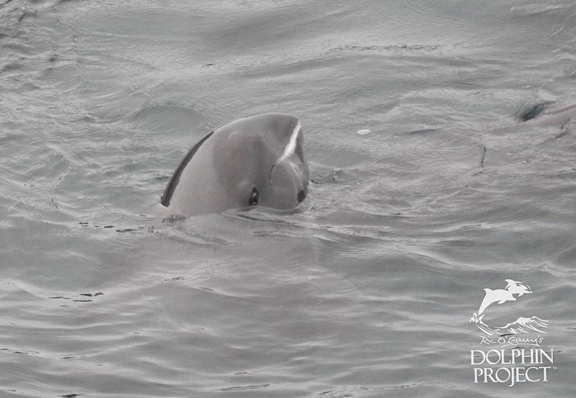 Dieser gefangene verängstigte Delfin hebt in Panik seinen Kopf aus dem Wasser ständig auf und ab