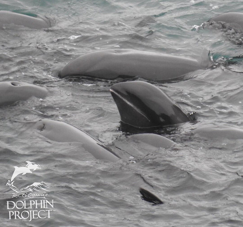 Diesen verängstigten sanften Wesen wurde gewaltsam in Japan Taiji ihr Leben genommen