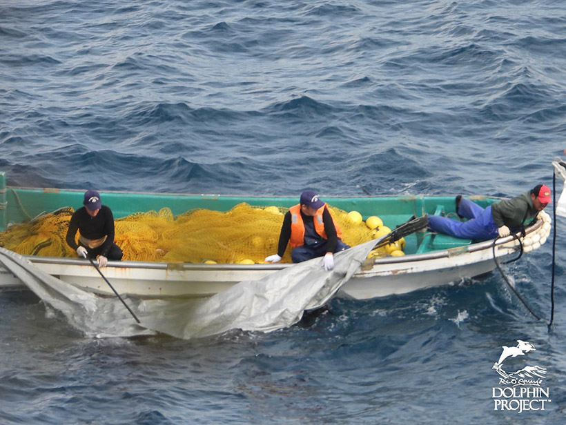Japanische Killer schleppen am Strand in der Bucht ermordete Risso's Delfine zum Jagschiff hinaus, das die Leichen ins Metzgerhaus beförderte