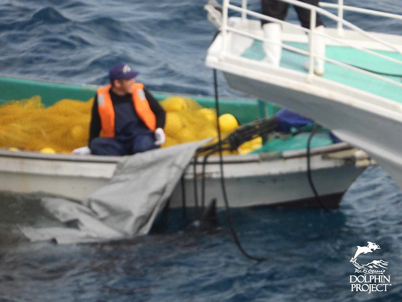 Beim Jagschiff mit Risso's Delfinleiche angekommen, herrschte grosses Gelächter unter den Mördern und Jägern; typisch für Menschen ohne Mitgefühl