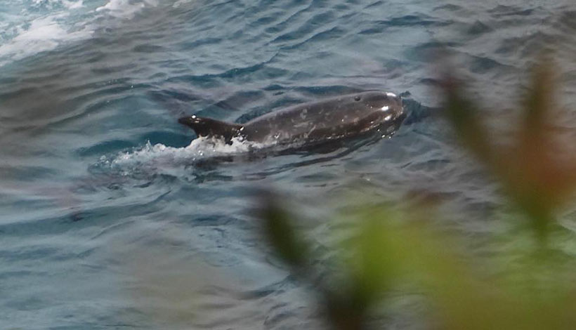 Risso's Delfine in der japanischen Bucht hinter Netzen werden mit Boot-Motorschrauben brutal terrorisiert