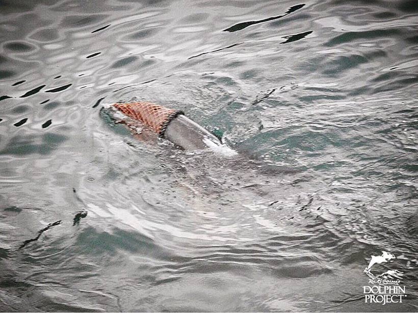 Delfin mit dem Kopf im Netz verheddert