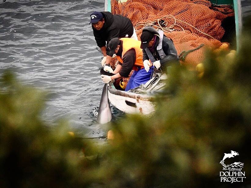 Totes Delfinbaby wird von den Killern aus dem Wasser gezogen
