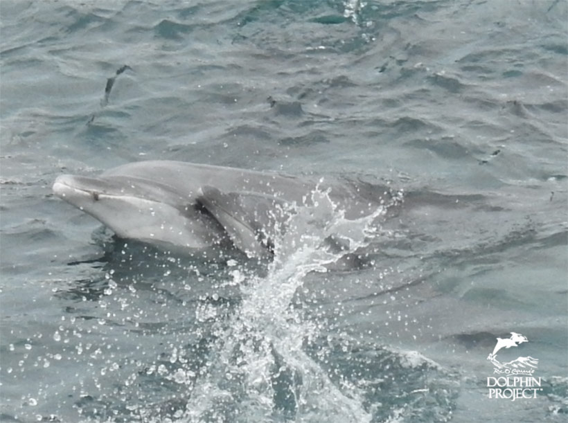Total verängstigter Delfin gestresst und am Mund verletzt