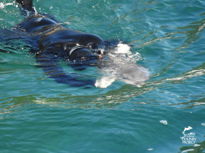 Ein Taucher zieht das tote Delfinbaby unter die Planen über das sich Trainer und Killer laut lustig machten