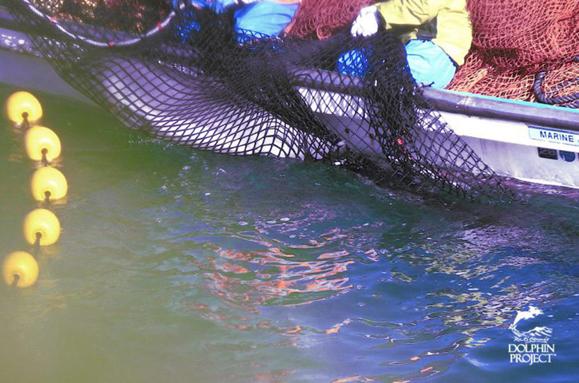 Ein toter Delfin wird herausgefischt, er starb während der grausamen Tortur