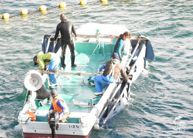 Enführte Delfinkinder werden in die Gefängnisse der japanischen Abrichtungsanstalt gebracht