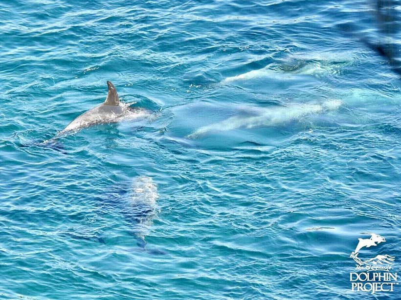 Rissos' Delfine erschöpft und verängstigt in der Bucht gefangengehalten