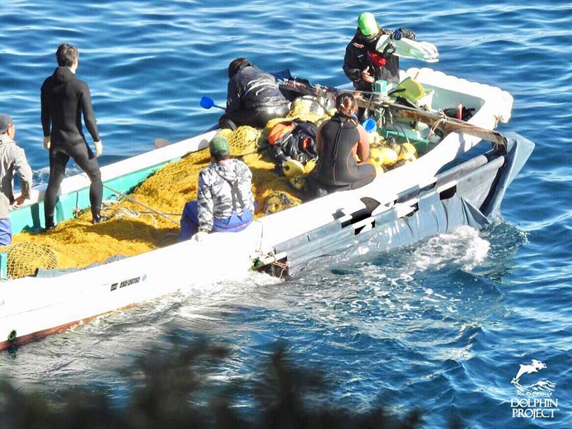 : Entführte Risso's Delfinkinder während des Transports in die japanische Sklaverei