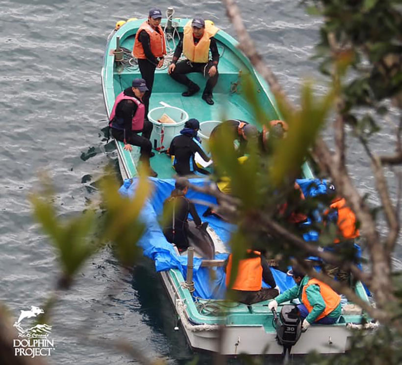 Abtransport von zwei entführter Delfinkinder in die Gefangenenkäfige der profitorientierten Delfinmafia von Taiji