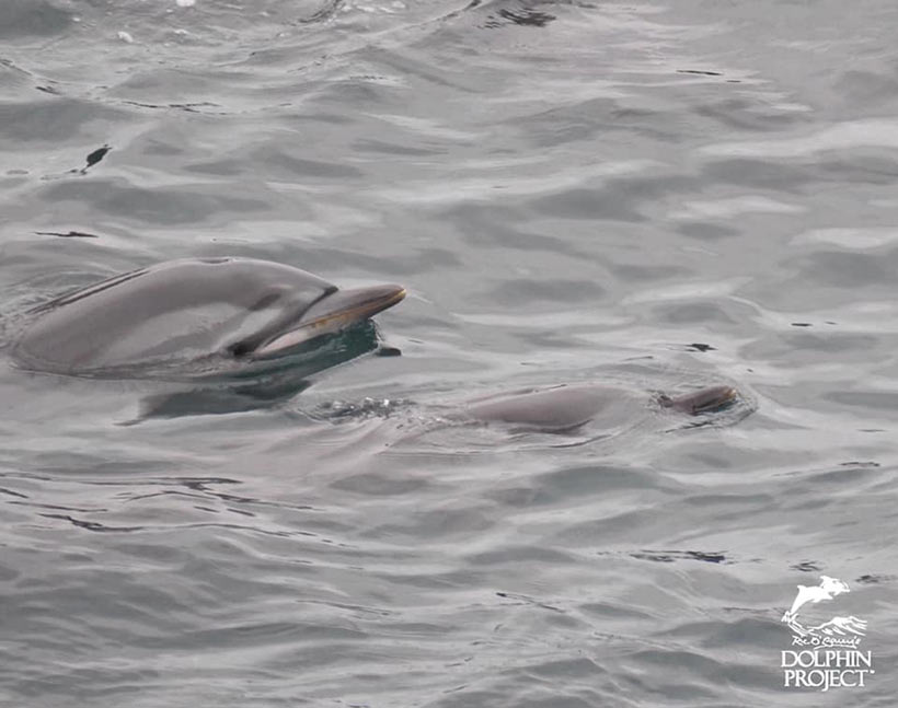 Erschöpfte Delfinmutter versucht vergeblich ihr Kind nach der brutalen Treibjagt vor den Mördern zu beschützen