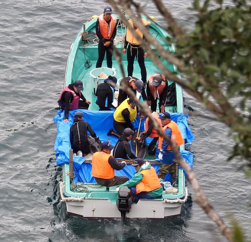 Delfinkiller und Trainer im Boot vermessen zwei entführte Delfinkinder 