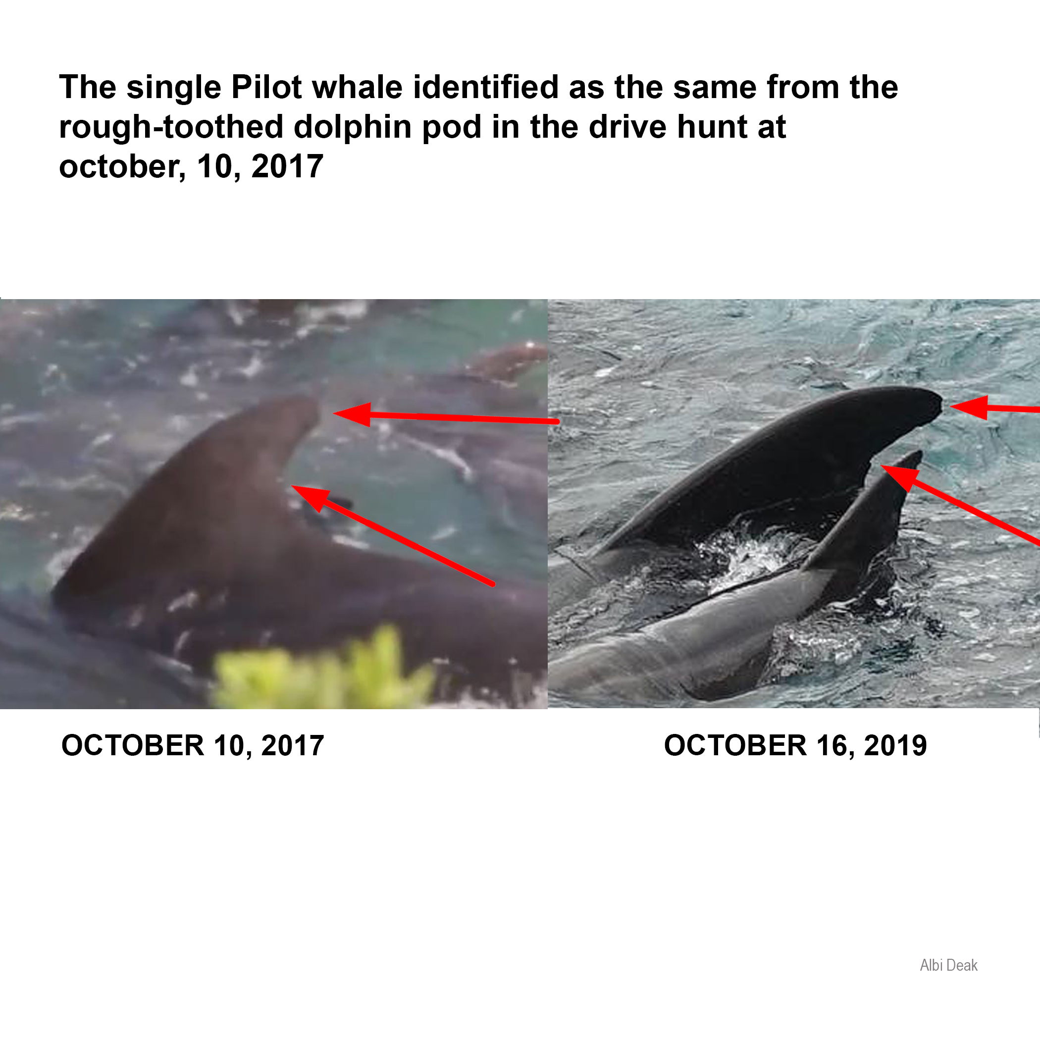 Bild: Dieselbe Rauhzahn Delfinfamilie wurde zweimal innerhalb von Zwei Jahren in die Bucht gertrieben, was bedeutet, dass alle pacifische Delfine von der Alaskanischen Küste, von den USA bis Hawaii, Taiji in ihren Migrationsrouten durchqueren
