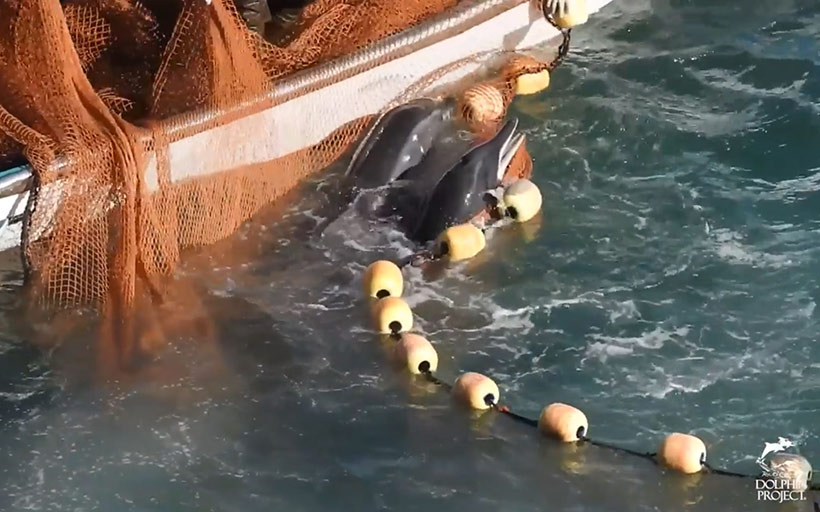Delfine in Angst und Panik nach der brutalen Treibjagd in die Bucht von Taiji verheddern sich in den Netzen. Sie kennen Netze nicht, diese Tieftaucherdelfine haben noch nie ein derartiges Netz gesehen