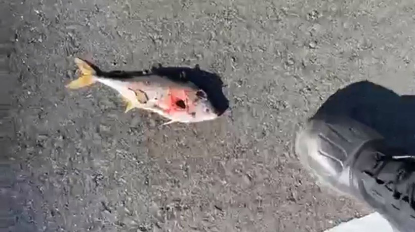 Der Fisch den Ren gefunden hatte war noch frisch und wies am Körper zwei grosse Einstiche auf. Daher muss Inbetracht gezogen werden, dass nicht "nur" Delfine gequält werden, sondern sämtliche Meerestiere unter der Gewalt dieser Psychopathen der ISANA Fishery Union leiden