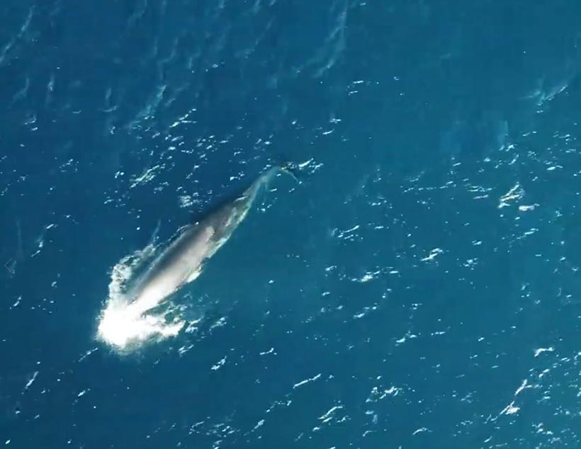 Video, Taiji Japan, 26. Dezember 2020. Minke whale, Zwergwal gefangen in Taiji Fischers Netze
