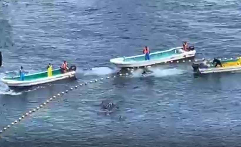 Der Terror innerhalb der Netze geht unvorstellbar gewaltsam vonstatten, die Killer treiben die Delfine mit den Propellern der Motorbote and den Strand. Direkt vor dem Gesicht und über den Rücken der Delfine geben die Killer Vollgas.