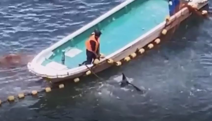 Dieser Delfin wurde von einem Taucher an der Schwanzflosse gefesselt aus dem Netz gerissen und das Seil dem Killer auf dem Boot übergeben. Der Delfin kämpfte über 10 Minuten ans Boot gefesselt in panischer Angst gegen das Ertrinken. 