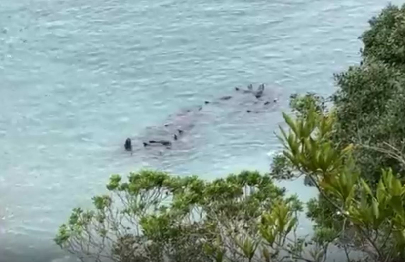 Die Delfine ausserhalb des Netzes vor dem Strand hören ihre Familienmitglieder schreien, sie müssen zusehen, wie sie nacheinaner erstochen werden, langsam und qualvoll sterben