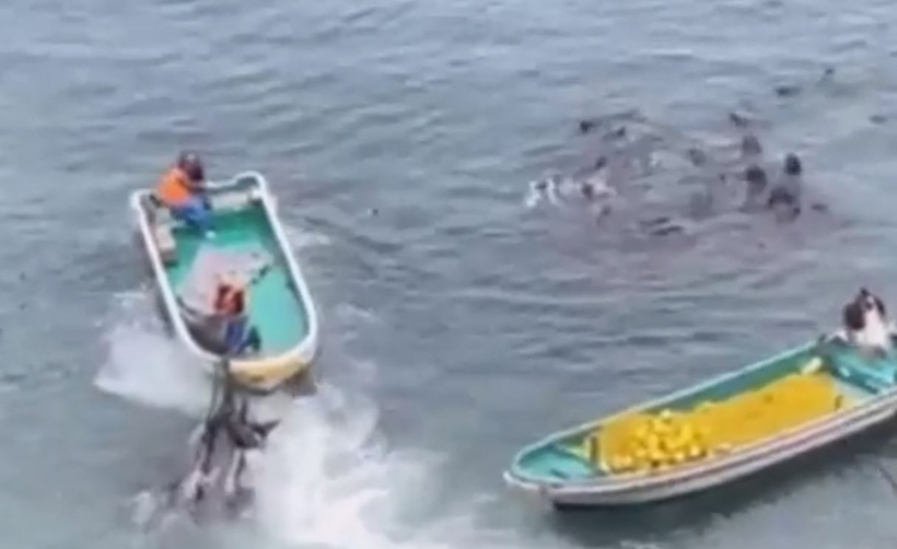 Killer ziehen ans Boot gefesselte Leichen vor den Augen der Überlebenden vorbei. Wie muss das wohl für diese Delfine unvorstellbar grausam sein, die die stärkste Familienverbundenheit in der Welt Säugetiere pflegen. Wir Menschen sind auch Säugetieren, aber unsere Familienverbundenheit ist nur ein Bruchteil von Delfinen.