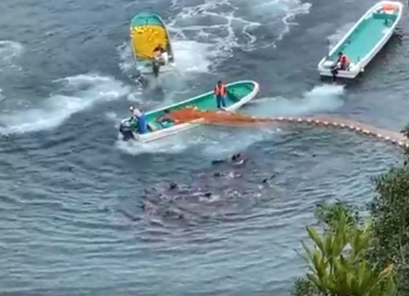 Die Monster ziehen das Netz vor dem Strand zu in dem die total verängstigten Delfine nochmals mit Bootsmotoren in den Tod terrorisiert werden