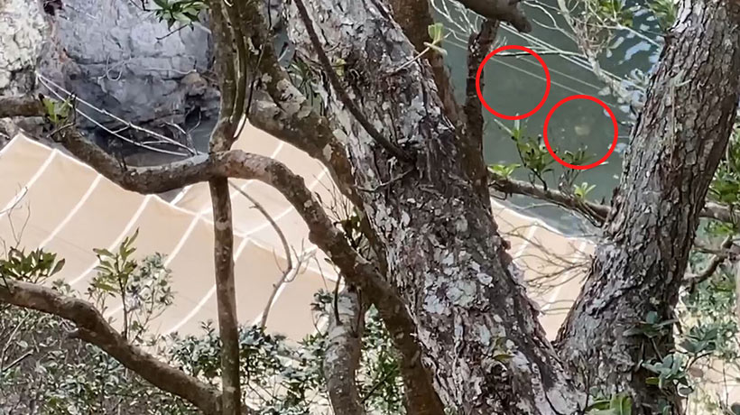 Die Bucht, the Cove, ist sehr gefährlich wegen Steinschlags, aber nur die viel ungefährlichere Strasse gegenüber ist absichtliich von den Behörden wegen den Kameras der Aktivisten gesperrt worden. 