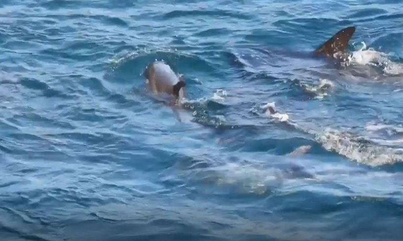 : Das Delfinbaby, seine Mutter und Familienmitglieder werden mit Bootsmotoren brutal an den Strand terrorisiert