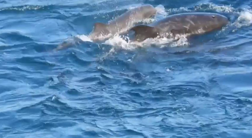 Dieses Delfinbaby und seine Mutter wurden heut in der Bucht in Taiji Japan am Strand unter Planen brutal ermordet