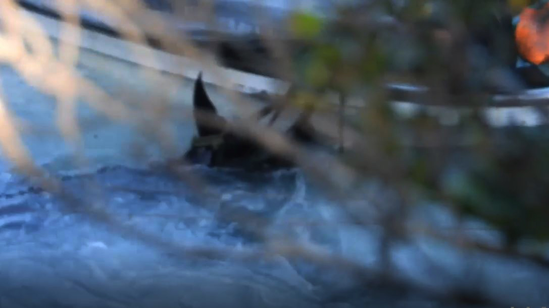 Bild: Die Opfer des sinnlosen Massenmord heute in Taiji Japan werdn abtransportiert