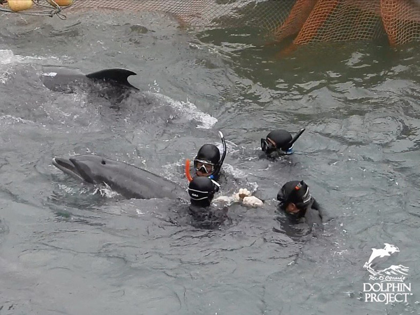 Drei Taucher Wrestlen brutal einen jungen Delfin, sie zerren ihn gewaltsam unter die Planen zu Gefangenenauswahl. Vielleicht ist er ein auserkorener Profit-Sklave der Delfinindustrie