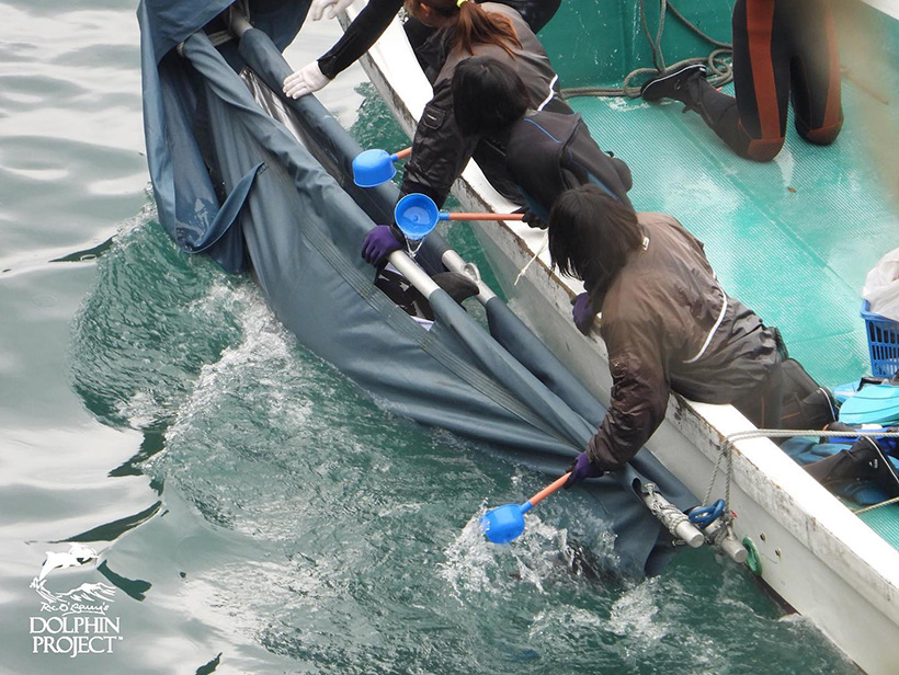 Delfinshow der Täuschung. Delfinausbilder täuschen Pflichtbewustsein vor, Delfine mit Wasser zu übergiessen um ihre Haut feucht zu halten. In Wahrheit misshandeln sie gefangene Delfine mit grösster Gewalt durch psychische und Physische Folter. Viele Beweise sind filmisch dokumentiert
