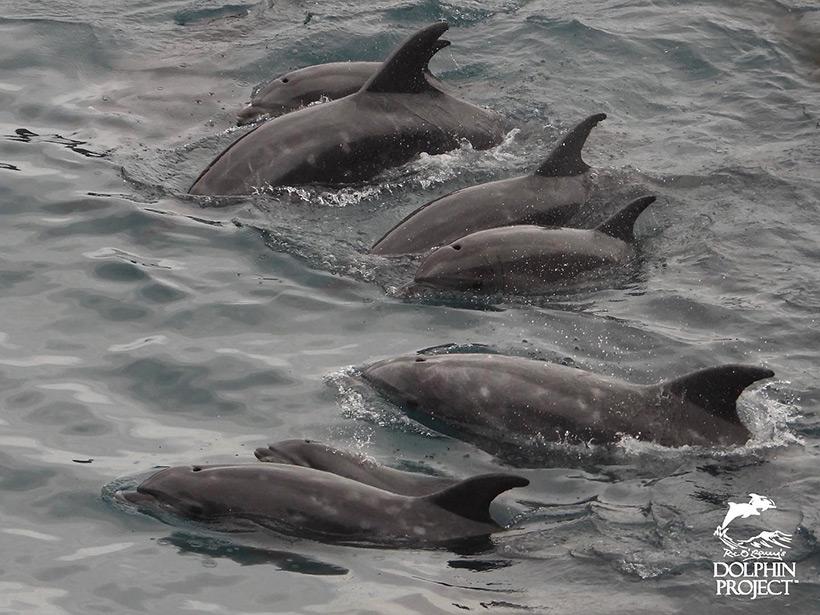 Taiji's Delfinjagdflotte hat diese Woche, inkl. Sonntag, vier Tage hintereinander leider erfolgreich Delfinfamilien in die Bucht getrieben. Wie oftmals erwähnt, sind es hauptsächlich säugende Mütter mit Babys und Mütter die ihre Kinder grossziehen. Jäger, Delfintrainer und Killer arbeiten die meiste Zeit Hand in Hand um die Ware Delfin zu eliminieren oder zum missbrauchen in Delfinarien zu entführen.

Vor zwei Tagen am 10. Februar, als fünf Tümmler Kinder entführt wurden, hatte ich geschrieben, dass Delfinfamilien nach ihren vermissten Familienmitgliedern suchen und immer wieder Taiji’s Küste ein paar Tage lang aufsuchen würden. Vielleicht ist es nur Zufall, doch es ist möglich, dass genau diese 30 Delfine, die heute in der Bucht terrorisiert wurden, die Familie der zehn Kindergarten-Delfine sein kann, die nach ihnen suchten.

Jäger und Delfintrainer hatten heute unübersehbar Hand in Hand gearbeitet um 4 wilde junge Tümmler für die Gefangenschaft, Ausbeutung und Sklaverei von ihren Müttern zu Entreißen.
Die Delfinfamilie schwamm heute früh am Morgen nahe an Taiji’s Küste entlang. Die Jäger konnten sie schnell ausfindig machen und trieben sie forcierend mit Gewalt der Jagdschiffe schnell zur Bucht. Als die Delfine hinter dem Netz gefangen waren, konnte man sehen, dass mehrere säugende Mutter-Kalb Paare inmitten dieser Familie schwammen; wen verwunderts, dies ist ja jedes Mal zu erwarten… 

Killer drängten die Delfine durch aggressiven Bootsmotor-Terror ins Netz ans Ufer, mehrere Taucher fingen dann gleichzeitig an, zusammen einzelne Delfine mit brutalster Gewaltanwendung in einer Art Würgegriff zu packen, es war pures Wrestling. Mehrere Stunden wurden diese Delfine vor dem Ufer in der Mörderbucht misshandelt, brutal gehändelt, grob an Schnauze und Flossen gepackt und gewaltsam unter die Plane gerissen. Delfintrainern vermassen und begutachteten mehrere junge Delfine, von denen letztendlich 4 in die Gefangenschaft entführt wurden. 

Viele Delfine versuchten erschreckt während des stundenlangen Terrors am Ufer durchs Netz zu flüchten, und gerieten in Panik und schwammen immer wieder ins Netz, manche verhedderten sich darin. Die Delfine wurden innerhalb des Netzes vor dem Ufer hin und her gejagt, aber sie fanden keinen Fluchtweg. Des Öfteren stellen Personen diese oder ähnliche Frage: „Delfine könnten doch leicht übers Netz springen und flüchten, wieso tun sie es nicht?“ Antwort: Sie könnten mit Leichtigkeit darüber springen, doch Netze und Bojen sind für wilde Delfine etwas Fremdartiges unbekannt, sie fürchten sich davor. Delfine sehen die Unterwasserwelt in 3-D, im sicheren Ozean springen Delfine manchmal aus dem Wasser in die „4. Dimension“, zum Spiel, um Parasiten abzuschütteln oder aus anderen Gründen. In Gefangenschaft betrachten Delfine Käfige, in denen sie gefangen gehalten werden, Netze und/oder Bojen als unüberwindbare Barriere oder als Wand die in die 4. Dimension hineinragt. 

Die völlig traumatisierten und möglicherweise verletzten übriggebliebene Delfine aus dieser auseinandergerissenen Familie wurden mit Jagdschiffen gewaltsam zurück ins Meer terrorisiert. 

Delfine sind sehr intelligente, unglaublich sensible und sozial äusserst komplexe Meeressäuger. Ihre Bindung zu den anderen Familienmitgliedern ist unvorstellbar stak, was ihr Leiden unermesslich macht, das mit der Trennung in einem Auswahlprozess (oder dem Schlachten) verbunden ist. Wir wissen nicht ob alle verbleibenden Delfine überleben werden, nachdem sie eine unglaubliche Menge Stress über sich ergehen mussten und einige/weitere Familienangehörige verloren haben.

Die beharrlichen Bitten der japanischen Aktivisten, die Jagd zu beenden und die Delfine frei zu lassen, dürfen nicht vergessen werden. Basis Aktivismus, in Japan und auf der ganzen Welt, ist ein entscheidender Aspekt um Veränderungen in Gang zu setzen. Mundpropaganda ist ein äußerst wirkungsvolles Instrument, insbesondere wenn Japaner Taiji’s Delfinjagden und die Gefangenschaft von Delfinen in Japan bekannt machen. Die japanische Kultur ist eine eher kollektivistische Kultur als die westliche, was es nicht so einfach macht sich zu äußern oder aus der Norm herauszutreten. Wir loben diese Aktivisten für ihren Mut und ihr Engagement und hoffen, dass diese Bewegung weiterwächst!

Ohne die Nachfrage aus der Gefangenschaftsbranche um Delfine in Delfinarien oder «Schwimmen mit gefangenen Delfinen» Programme auszubeuten, würden diese Delfinjagden nicht mehr stattfinden. Es liegt an den Menschen überall auf der Welt, aktiv zu werden und die Geschichten dieser Delfine zu erzählen, um die Art und Weise zu verändern, wie die Welt die Gefangenschaft von Delfinen betrachten sollte!

Es existiert umfangreiches Videomaterial von heute das die unvorstellbare Brutalität und Gewaltanwendung aufzeigt…es muss nur noch verarbeitet und auf Youtube hochgeladen werden… zu späteren Zeitpunkt…