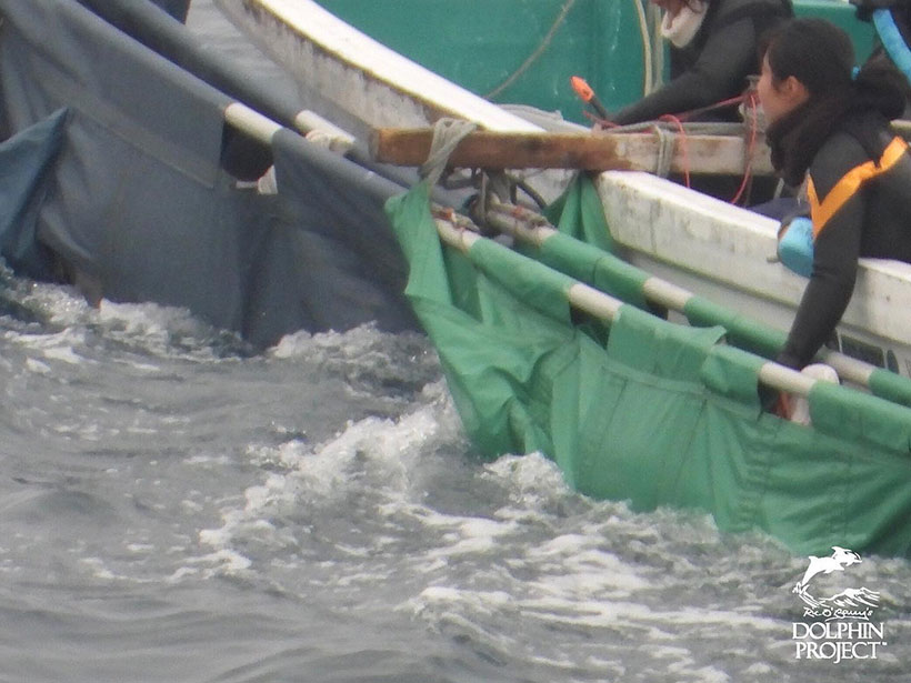 Zwei der Entführten Delfinkinder werden mit einem Boot abgeschleppt und im Hafen gewaltsam in ein Käfig geworfen