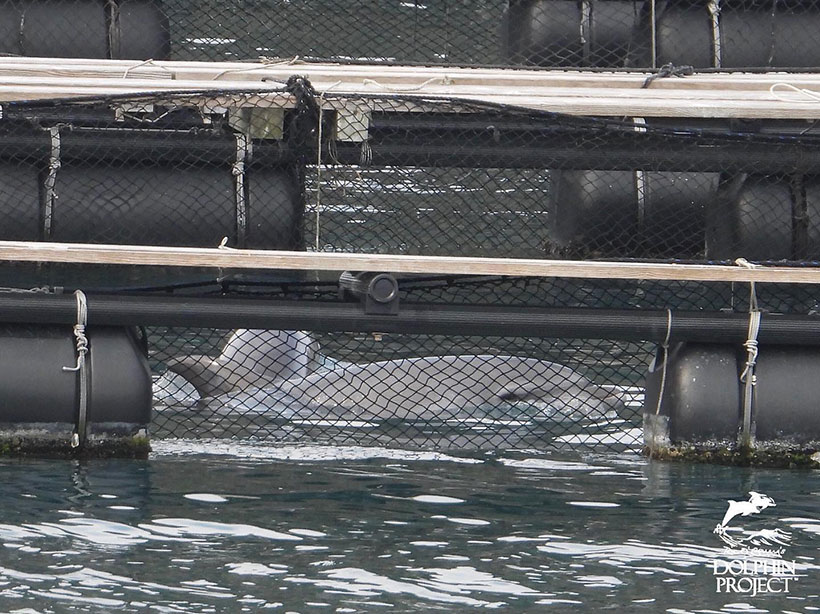 Zwei der heute entführte Delfinkinder im Gehege im Hafen von Taiji total verängstigt und traumatisiert nach den brutalen Misshandlungen