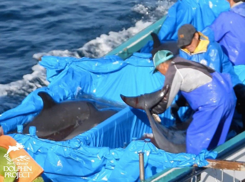 Verletzte Delfine auf dem Boot liegen in ihrem Blut in den Wanne, es sind Delfine die von killern ins Meer hinausgeworfen wurden