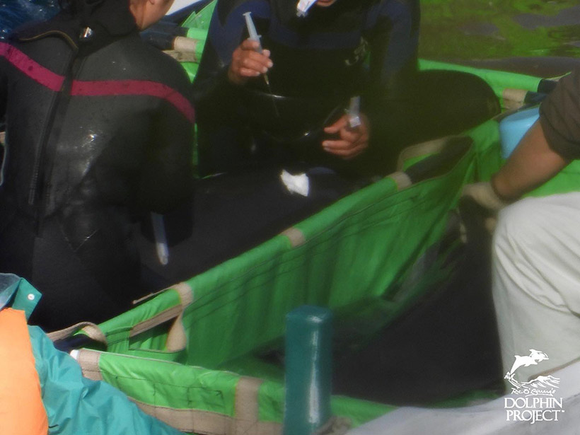 Ein Trainer im Boot hält den entführten Delfin fest, der andere bereitet eine Spritze mit unbekantem Inhalt vor