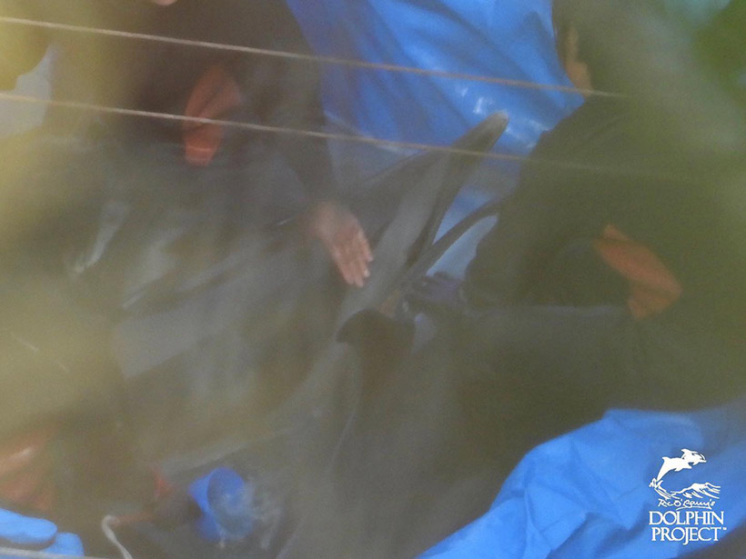 Diese beiden Delfine, und alle anderen Entführungsopfer, sind schutzlos der Herrschaft der Taiji Delfinmafia ausgeliefert, sie wurden heute von ihrer Familie gestohlen, einer Delfinart entrissen, deren Familienmitglieder besonders stark miteinander verbunden sind
