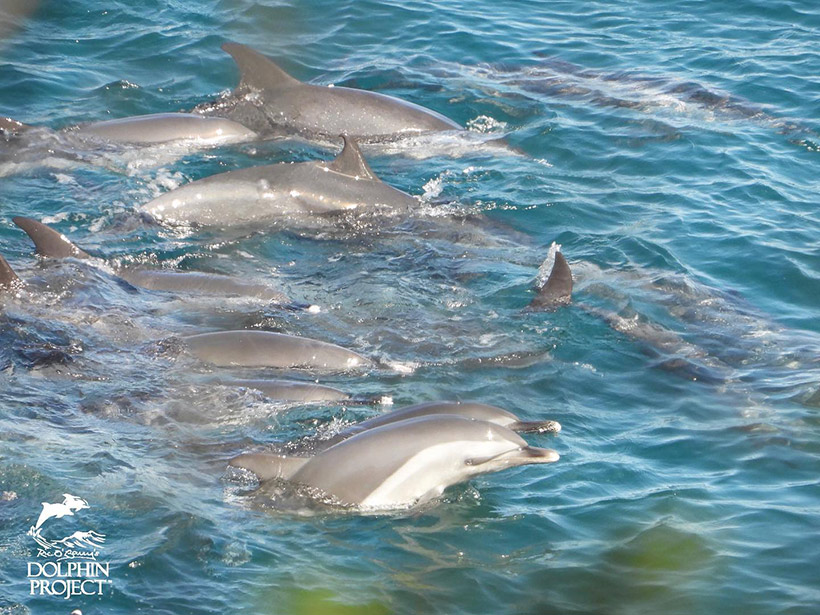 Diese wundervollen sanften Geschöfpfe der Meere wurden heute in Taiji Japan brutal misshandelt und grausam gequält