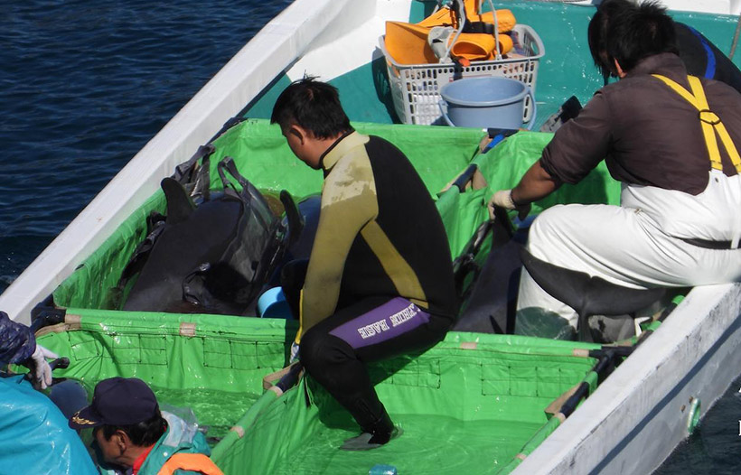 Weitere Taiji-Ware von mindestens 6-7 Fleckendelfinen, werden auf dem Boot verladen in ein Käfig im Hafen geworfen. Diese Delfine auf diesem Boot haben einen Verkaufswert von mindestens 800'000 USD