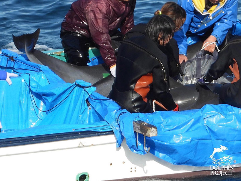 Mehrere Enführungsopfer beim Abtransport in ein Schwimmkäfig, von Trainern und Killer der Delfinmafia gewaltsam festgehalten