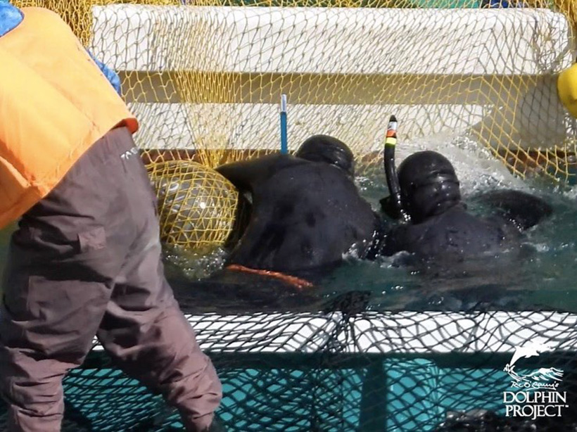 Taucher entwirren einen verwickelten Risso's Delfin, der in Panik und aus Angst wähend des aggressiven Terrors mit Bootsmotoren vor dem Mordstrand ins Netz flüchtete
