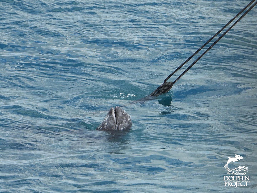 Ermordeter Risso's Delfin an der Schwanzflosse mit einem Seil angebunden an ein Jagdschiff befestigt