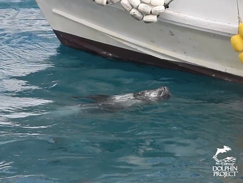 Ein weiterer ermordeter Riso's Delfine wird mit einem Boot aus der Bucht zu einem Jagdschiff gezogen