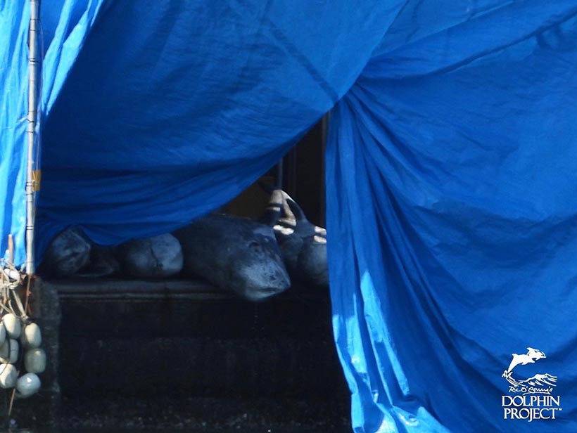 Ermordete Risso's Delfine auf der Rampe des Metzgerhauses in Taiji Japan
