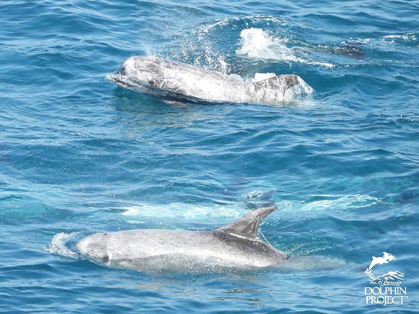 Diese Risso's Delfine wurden heute morgen von Japanischen Jagdschiffen in die Bucht von Taiji terrorisiert
