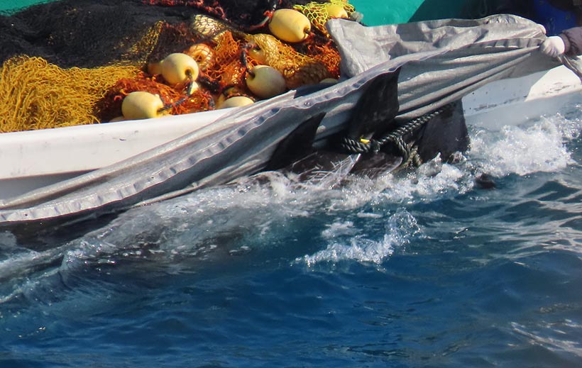 Gequält, geschlagen, gefoltert, ermordet, tote oder halbtote Risso's Delfine beim Transport mit einem Boot ins Metzgerhaus wo sie für Fleischteller oder für den Abfall zerhackt werden